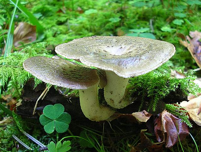 La Flora fungina negli aspetti microclimatici subtropicali